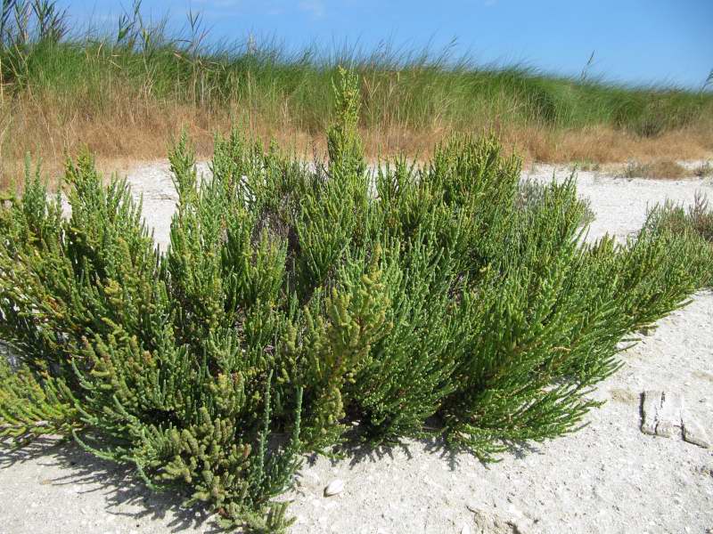 Salicornia patula